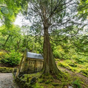 Grand arbre photographié depuis son pied, avec une petite construction près du tronc et des branches déployées dans le feuillage.